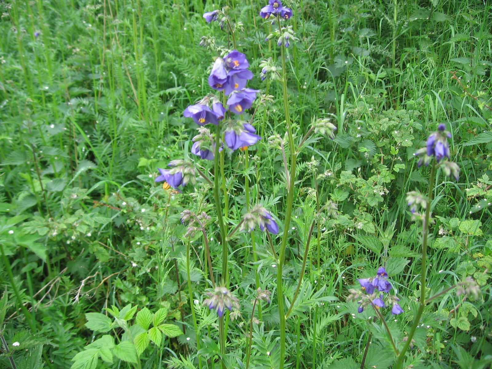 Annexe Jacobs Ladder.JPG