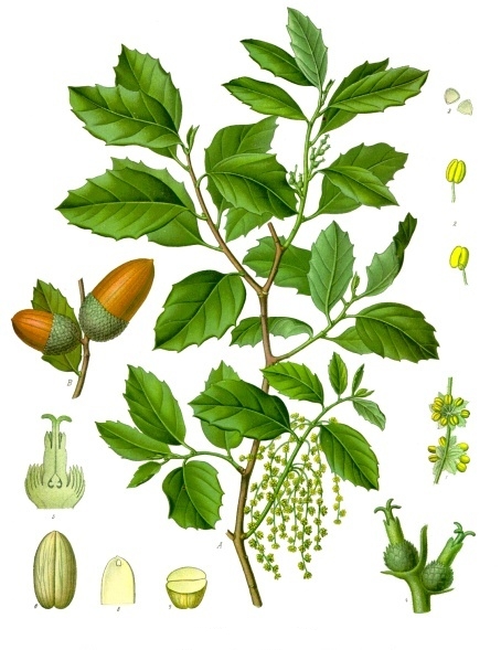 Annexe Quercus_suber_-_Köhler–s_Medizinal-Pflanzen-254.jpg