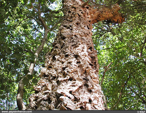 Annexe chêne liège.jpeg