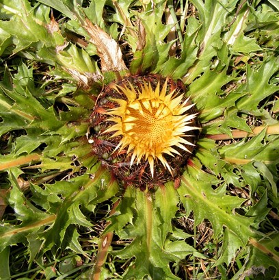 Annexe Carline Tela Botanica.jpg