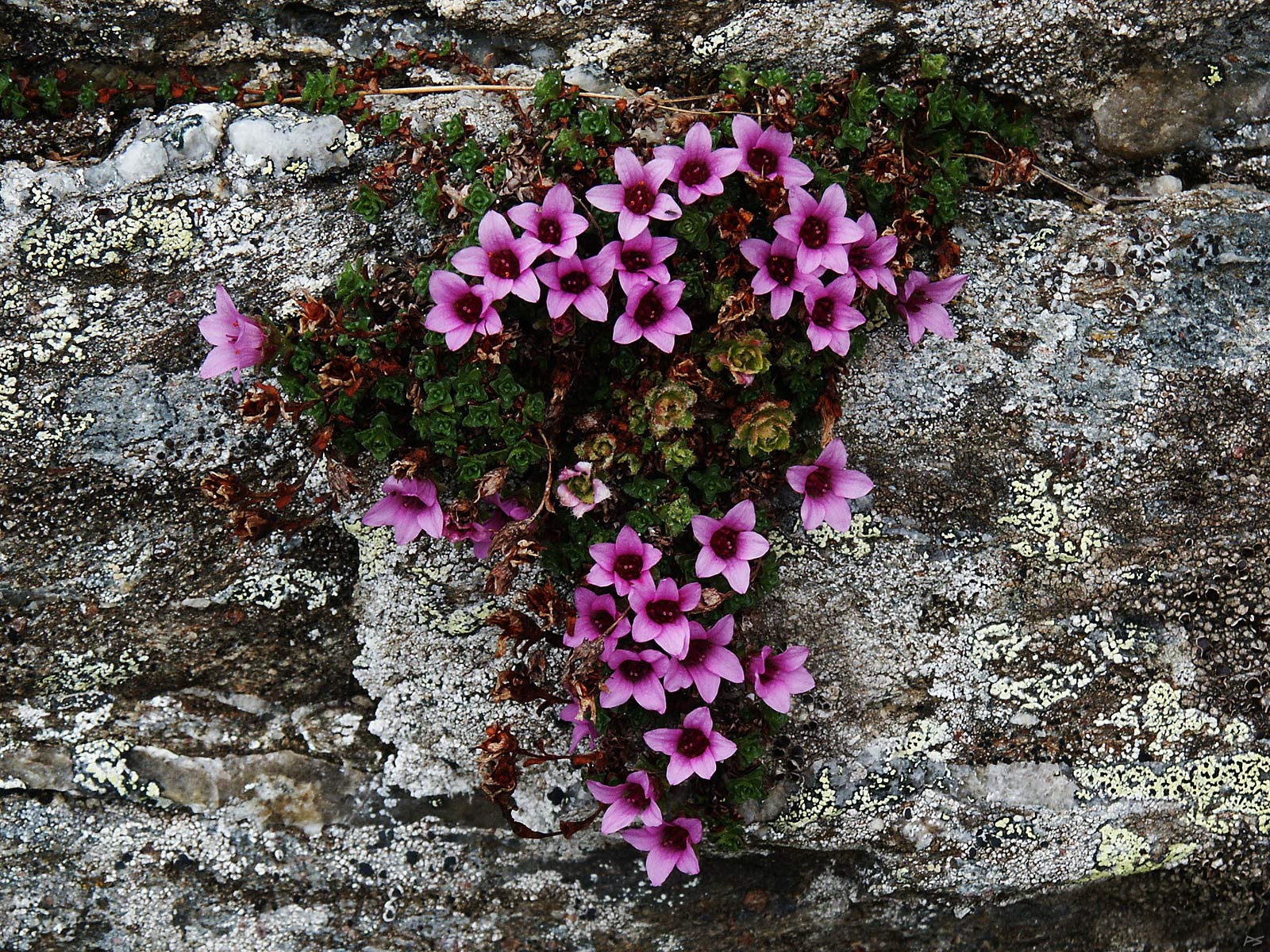 Annexe saxifraga-oppositifolia.jpg
