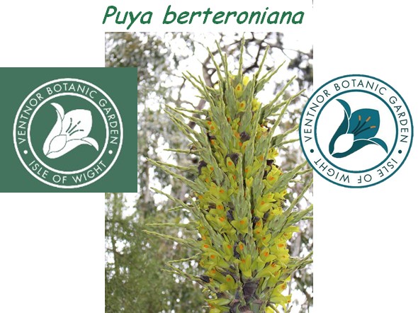 Annexe Logo Ventnor Botanic Garden.jpg