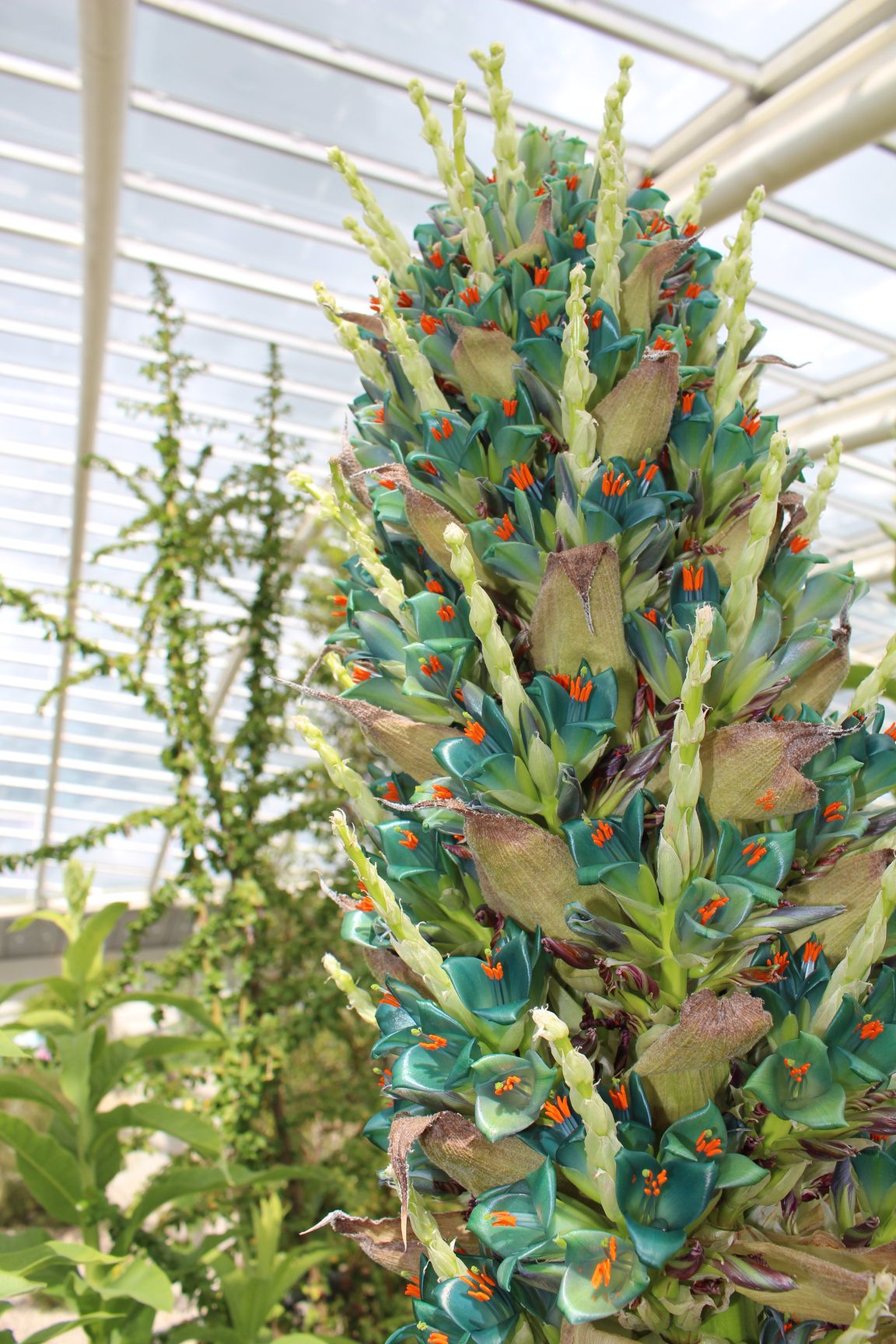 Annexe Puya betoroniana (Turquoise Puya).JPG