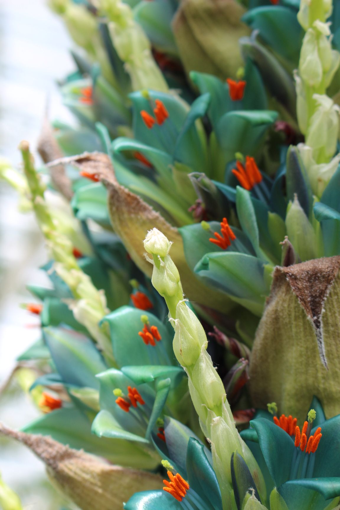 Annexe Puya betoroniana _détail fleurs.JPG