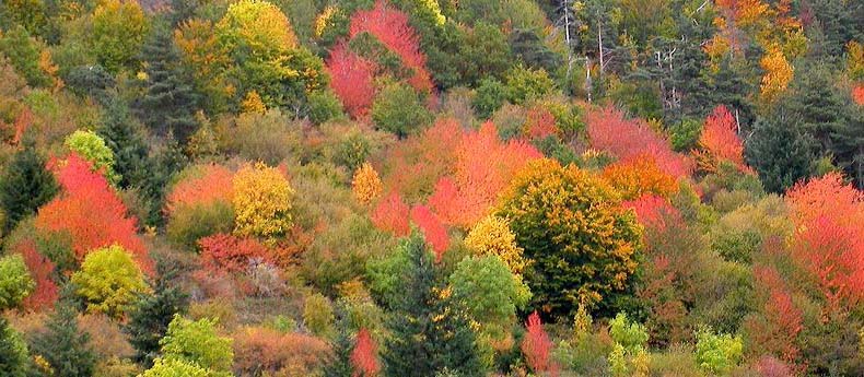 Annexe automne 55[1].jpg