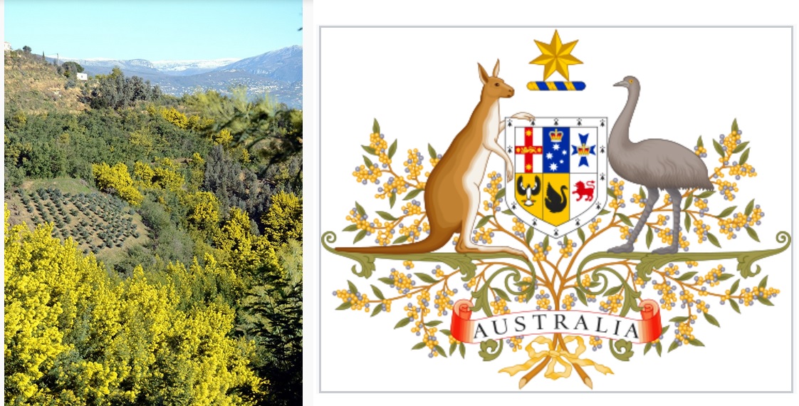 Annexe embleme-mimosa.jpg