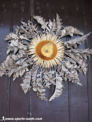 Annexe cardabelle-du-larzac.jpg