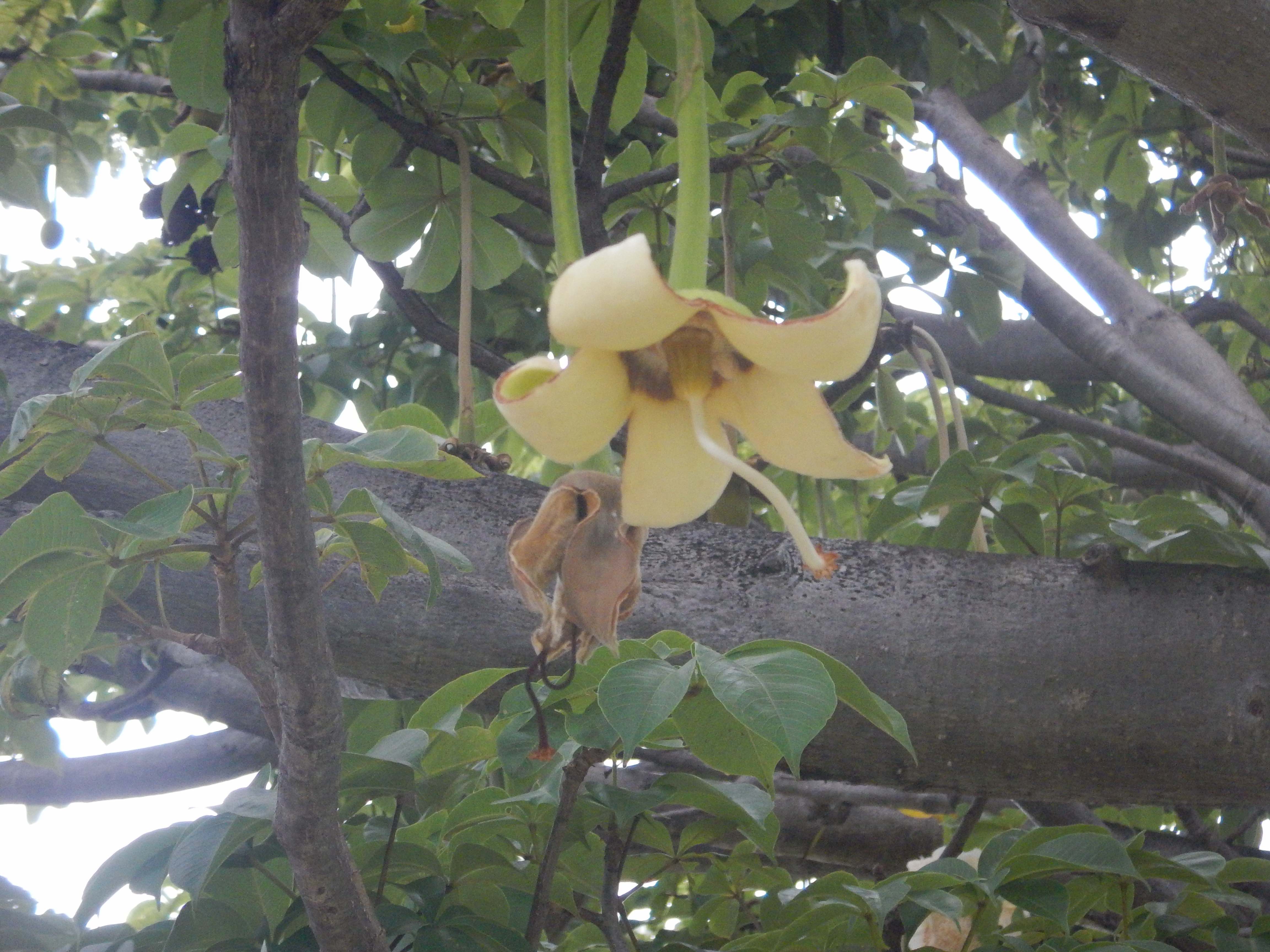 Annexe DSCN7770bis.jpg