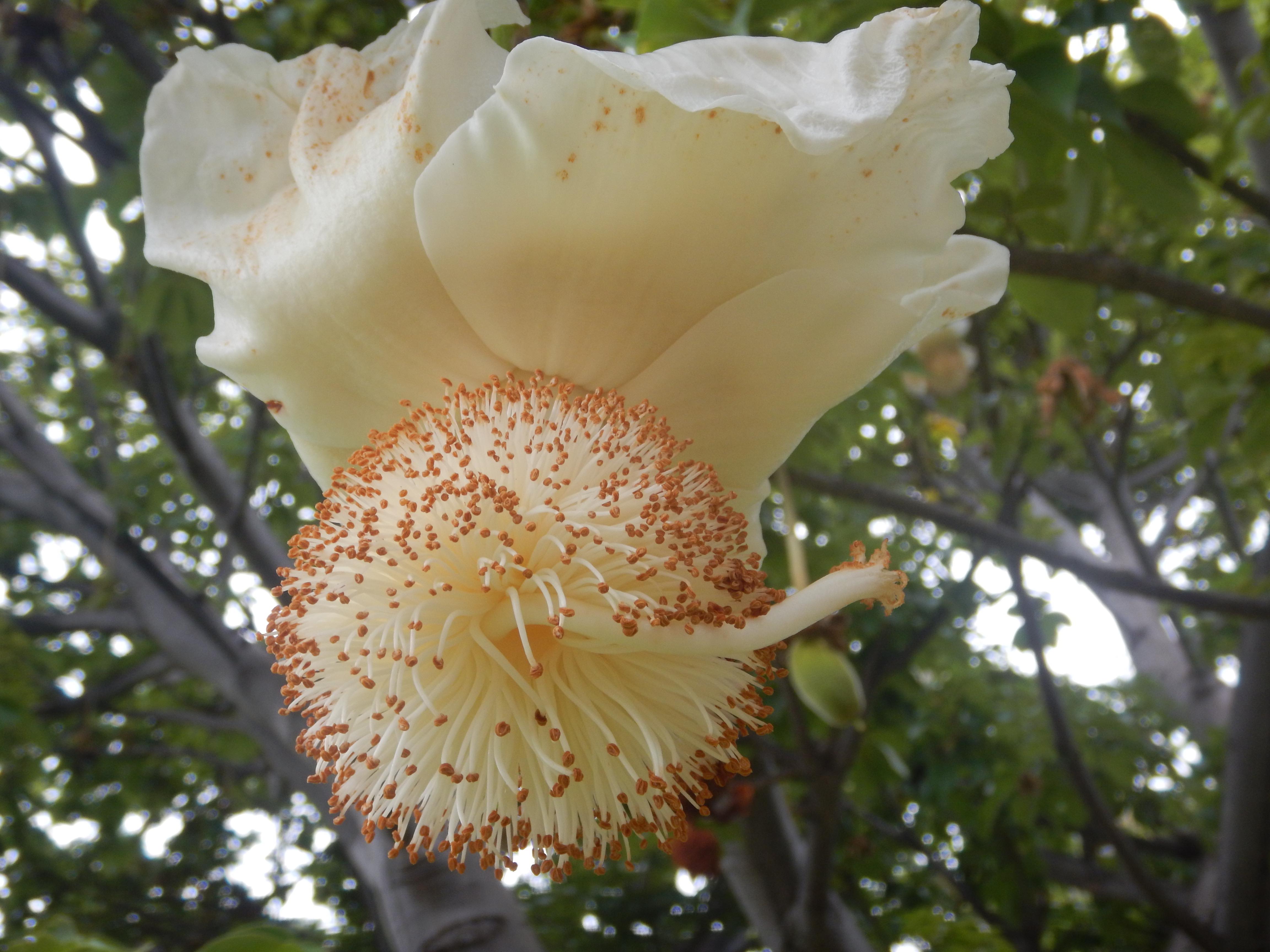 Annexe DSCN7778bis.jpg