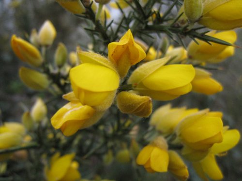 Annexe Ajonc Bretagne2.jpg