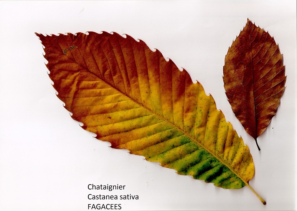 Annexe Chataignier Chamarande 15 11 2015 R.jpg