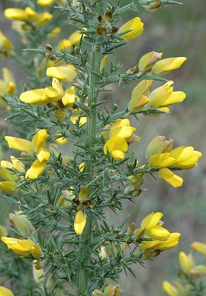 Annexe ulex_europaeus_.jpg