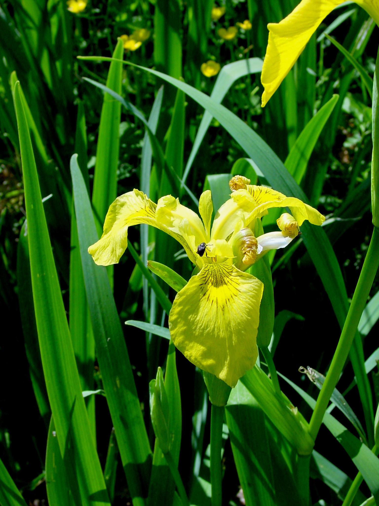 Annexe Iris pseudacorus - Iris faux-acore - Poinçon les Larrey - MEN 2919-C -  16-05-02.jpg
