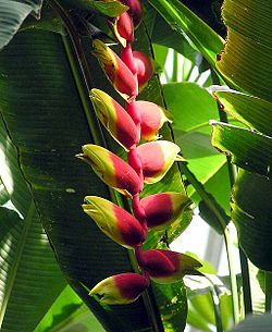 Annexe Heliconia.rostrata.kewgardens.london.arp.jpg