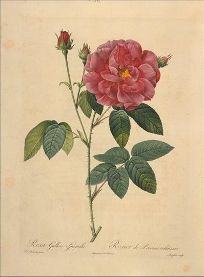 Annexe Rosa Gallica.jpg