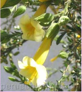 Annexe Beauté naturelle-Malegria.png