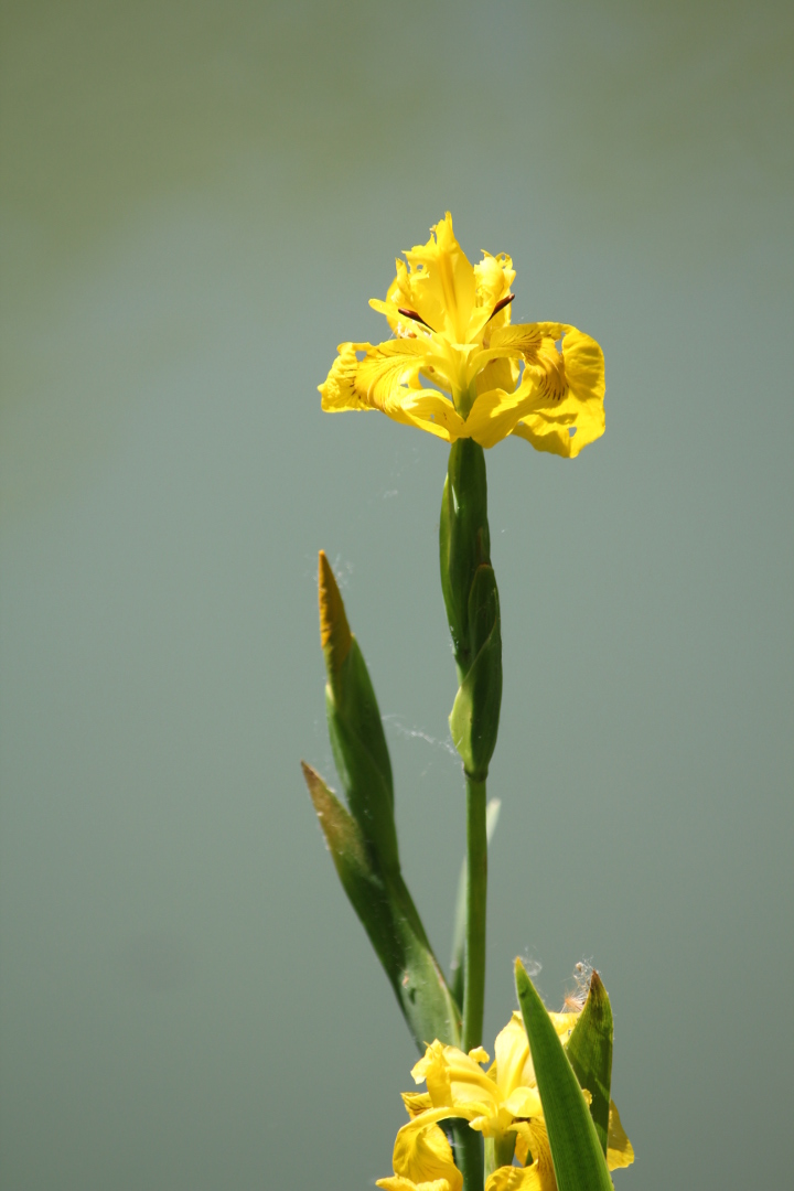 Annexe IMG_5327r.JPG