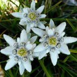 Annexe th_135159648977400_edelweiss_leontopodium_alpinum.jpg