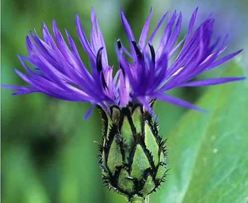 Annexe Bleuet_calice_MAP_YMO_GIP0006650.jpg