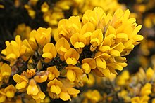 Annexe 220px-Ulex_europaeus_flowers.jpg