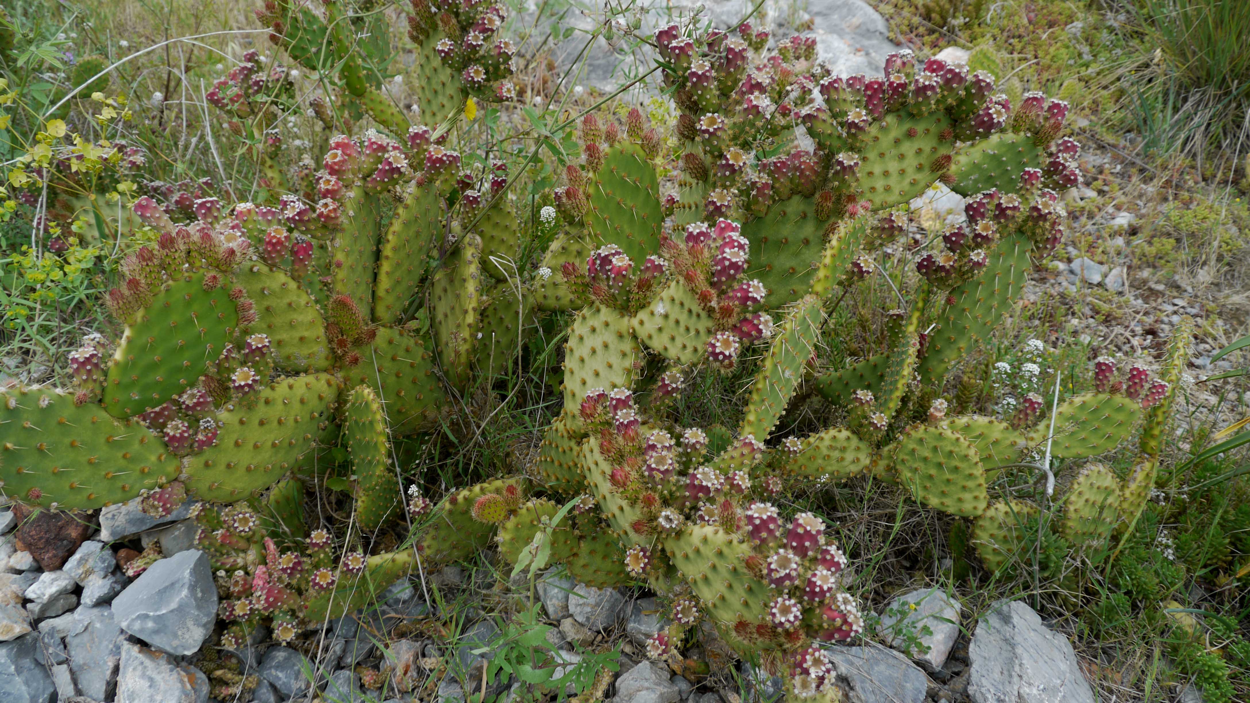 Annexe Figuier de barbarie © D. Balitran.jpg