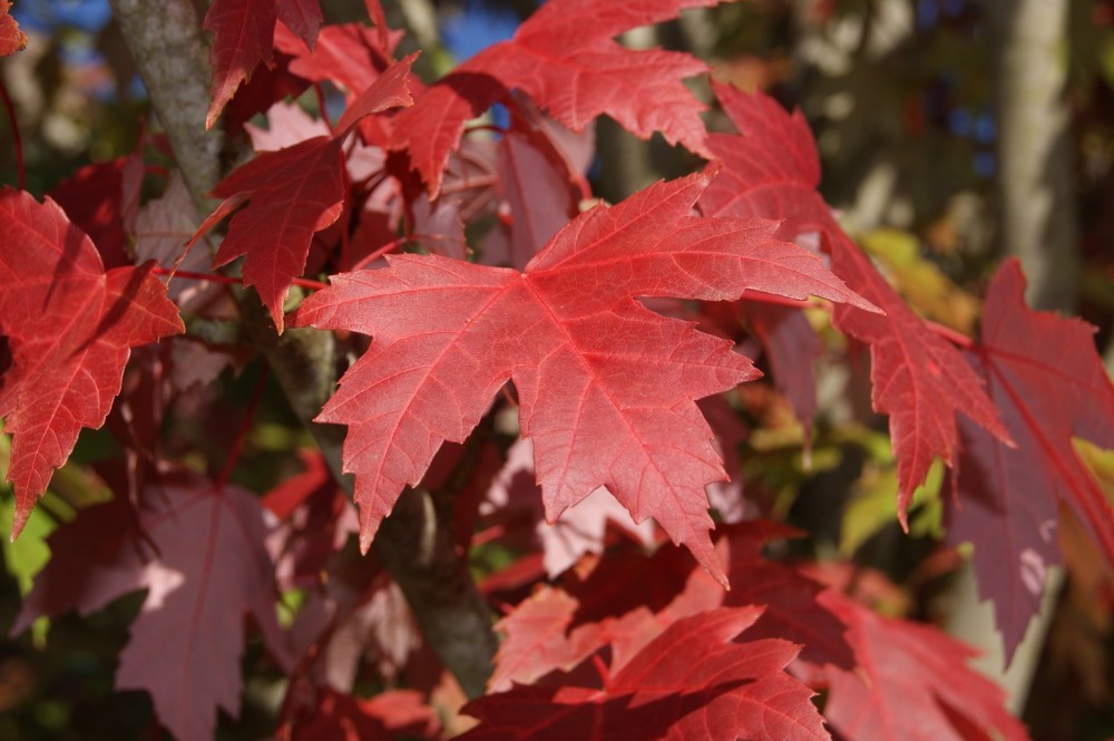 Annexe erable-rouge-du-canada-october-glory.jpg