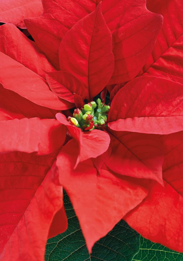 Annexe poinsettia.jpg