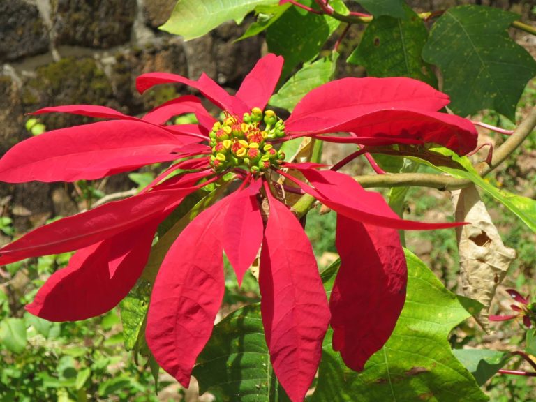 Annexe poinsettia2.jpg