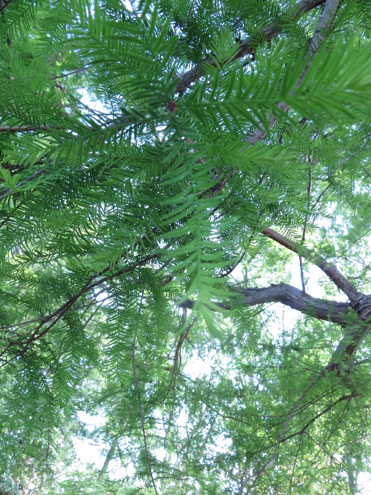 Annexe Les aiguilles du cyprès chauve.JPG