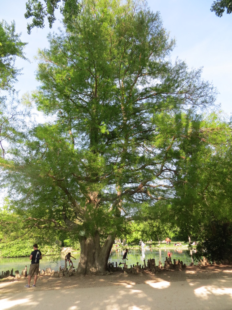 Annexe Respect pour un géant du parc Borély.JPG