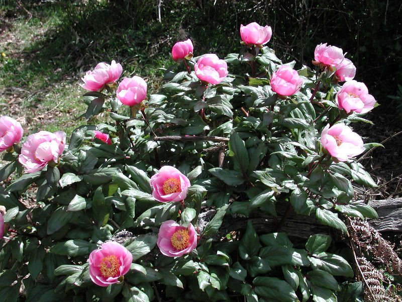 Annexe peonie.jpg
