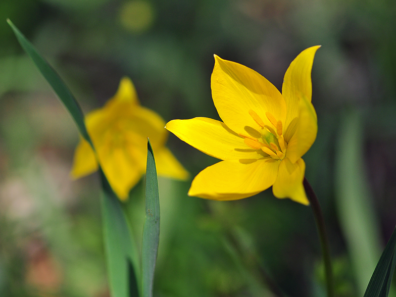 Annexe Tulipa_sylvestris_4.jpg