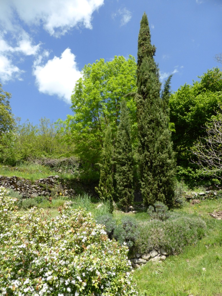 Annexe Cyprès de Florence.JPG