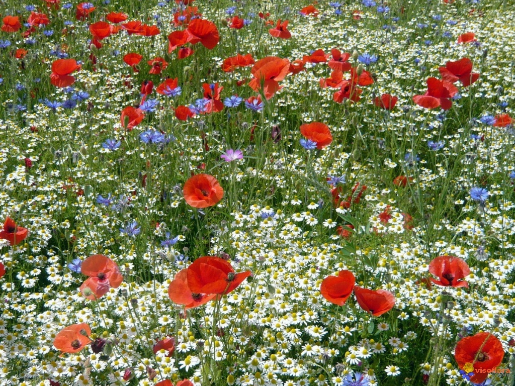 Annexe bleu blanc rouge.jpg
