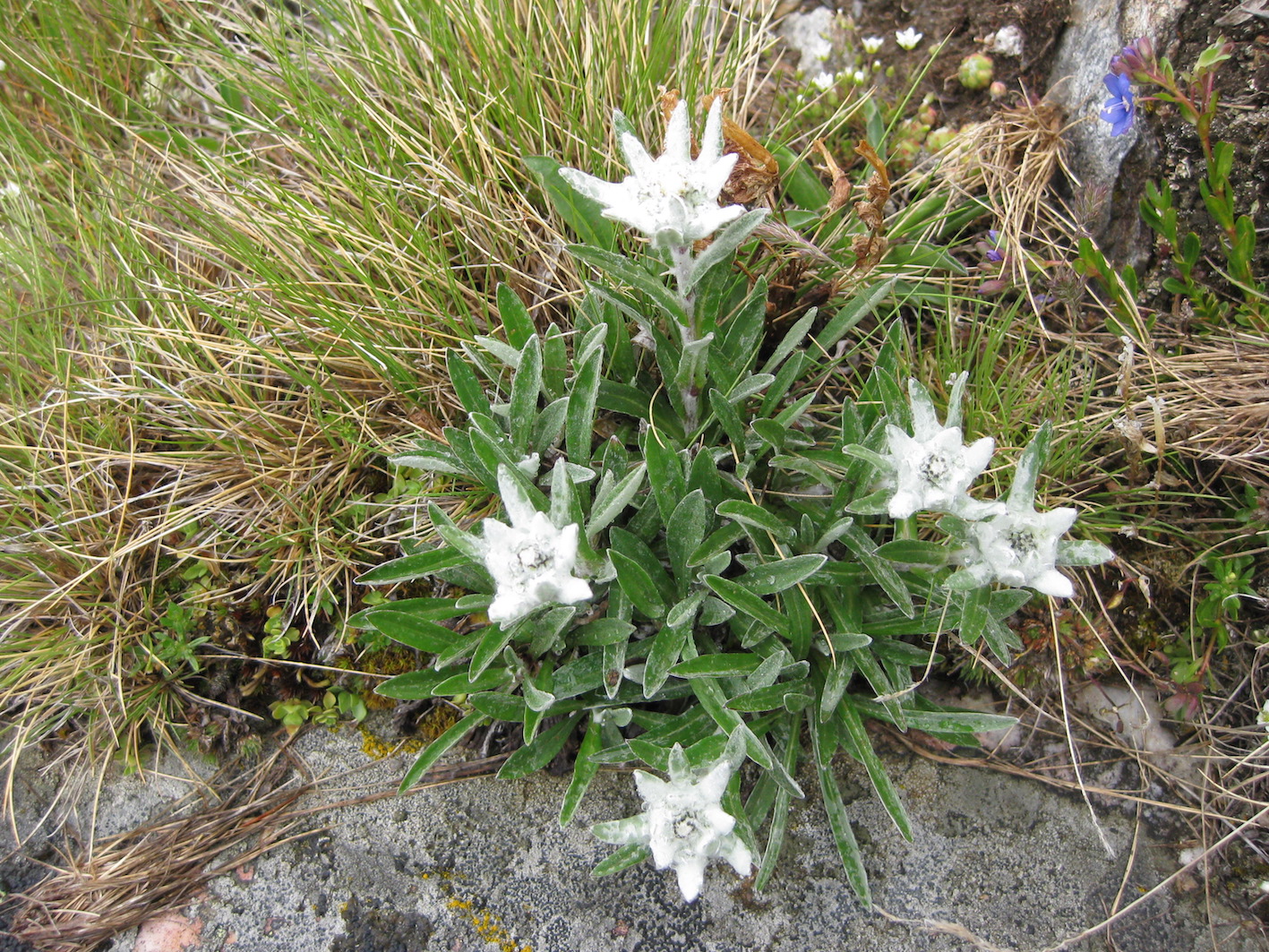 Annexe IMG_4691 - copie.JPG