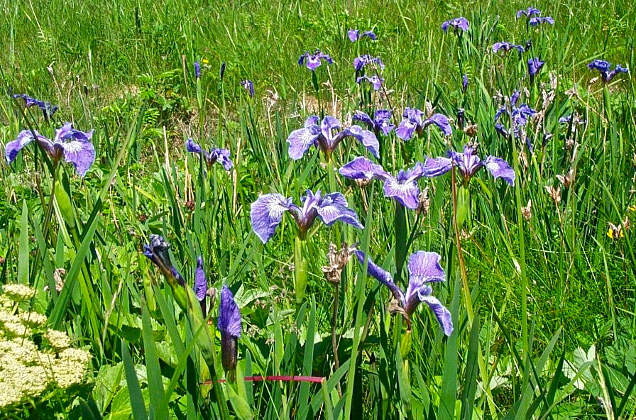 Annexe iris1.jpg