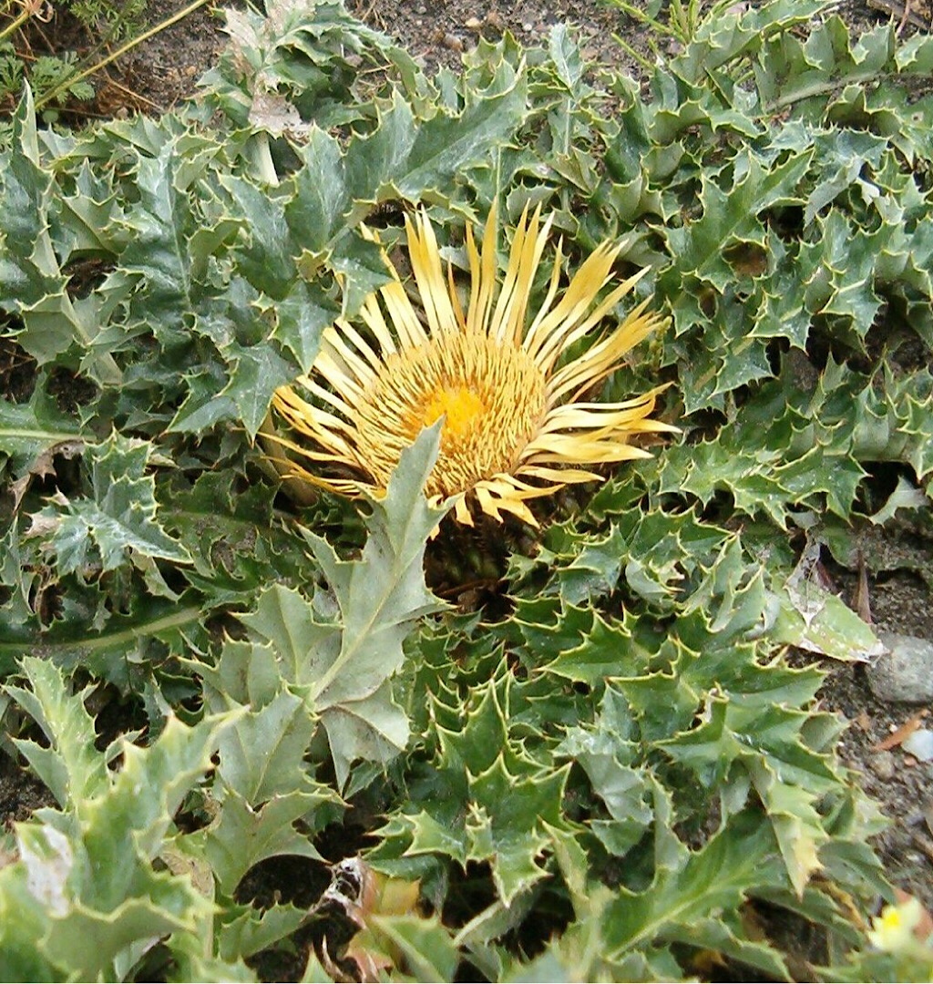 Annexe Carlina acanthifolia.jpeg