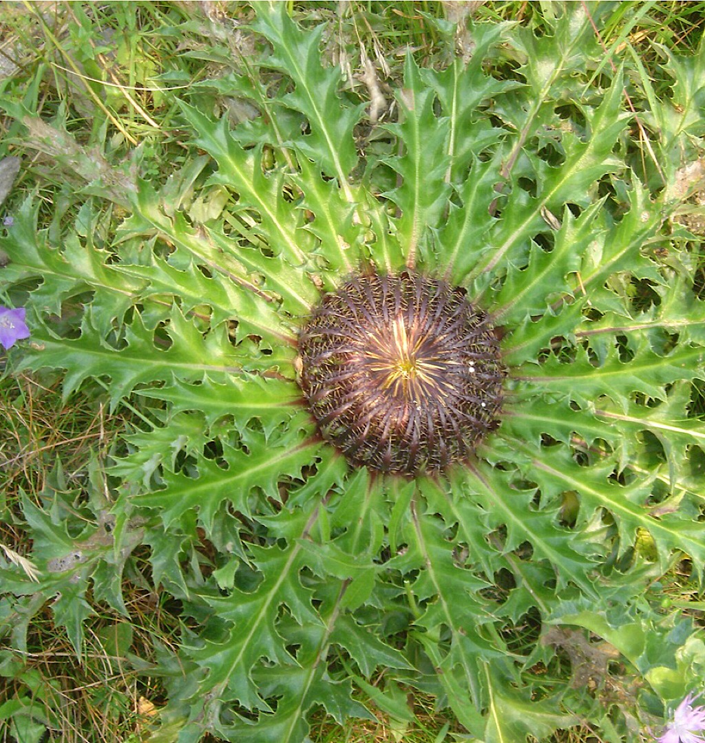 Annexe Carlina fermée.jpeg