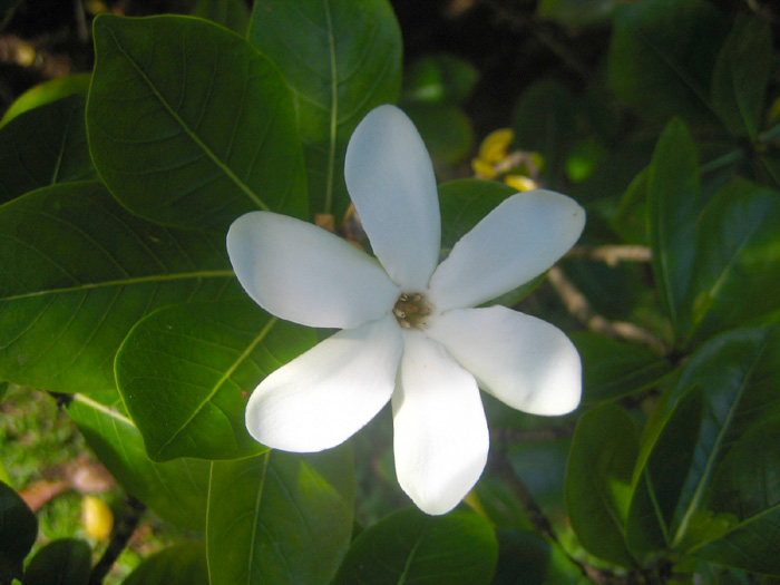 Annexe Gardenia tahitensis.jpg