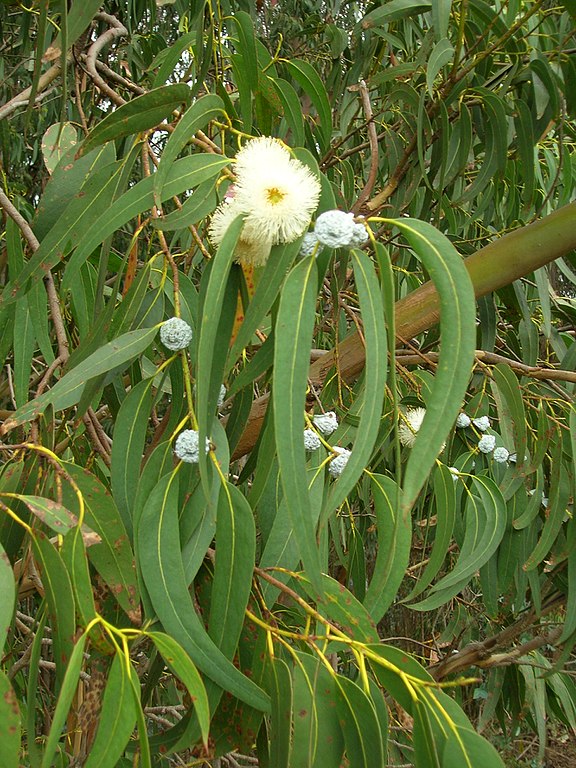 Annexe 576px-Starr_051123-5467_Eucalyptus_globulus.jpg