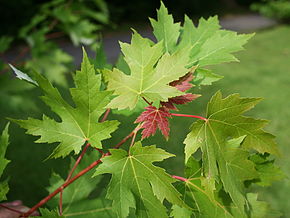 Annexe Acer saccharinum .JPG