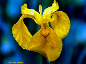 Annexe Capture d’écran 2018-05-08 à 23.55.47.png