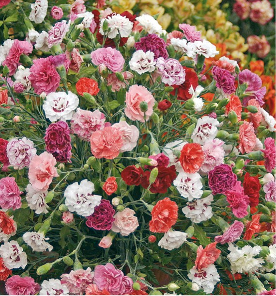 Annexe oeillets-enfants-de-nice-doubles-varies.jpg