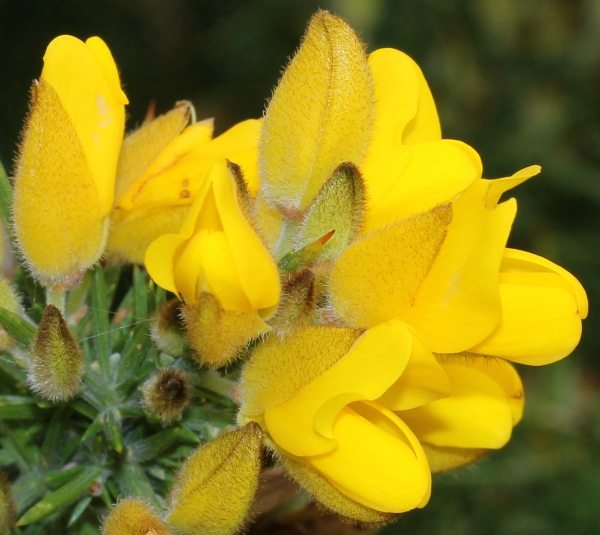 Annexe ajonc_europe.jpg