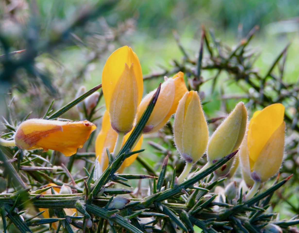 Annexe IMG_4831.jpeg