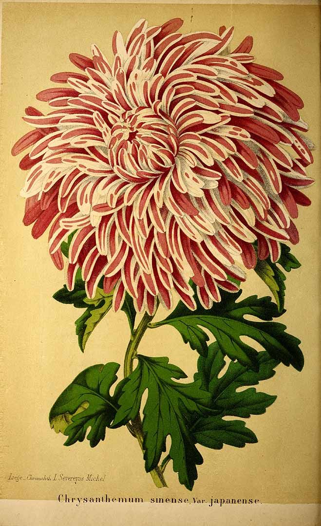 Annexe chrysanthème.jpg