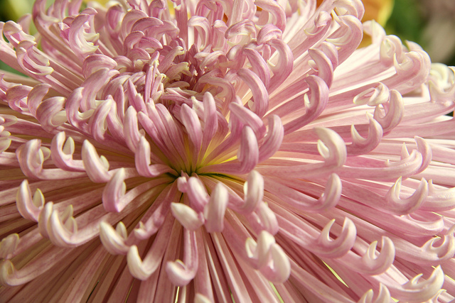 Annexe fleur-chrysanth.jpg
