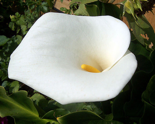 Annexe 599px-Calla_lily.jpg