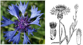 Annexe bleuet e-flore.PNG