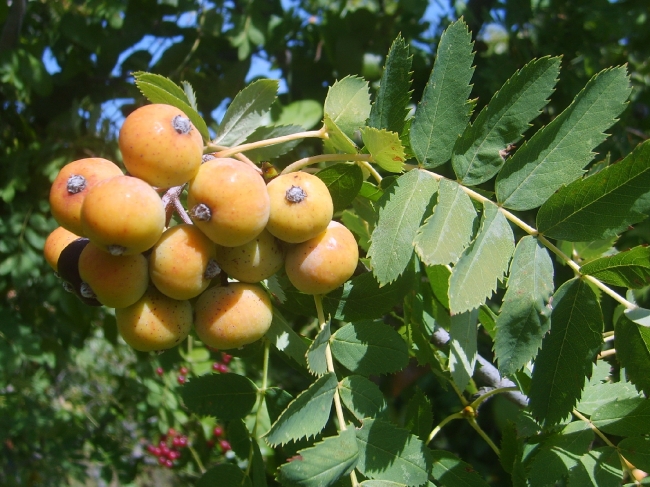 fruit et feuilles cormier